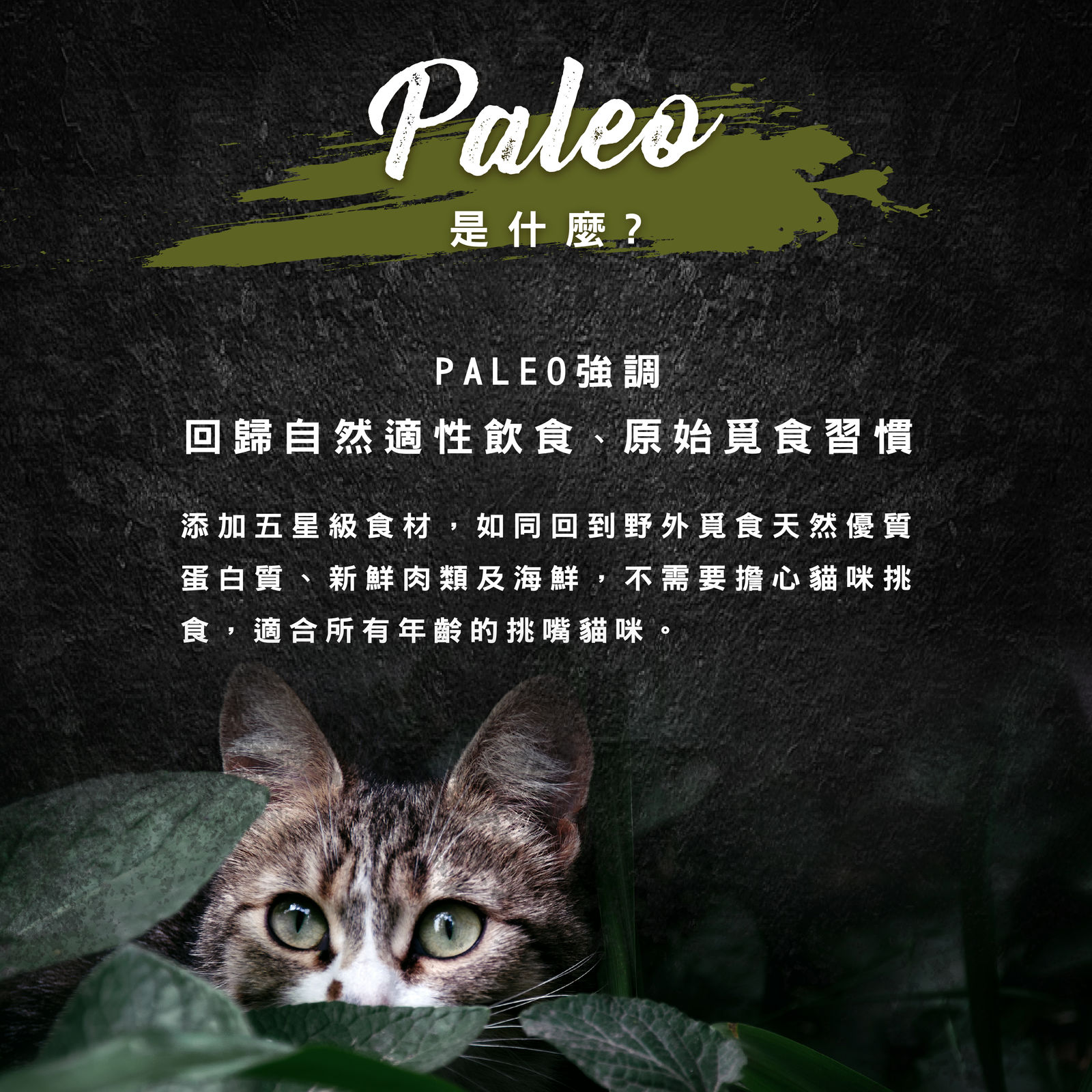 主食貓罐長條圖 02